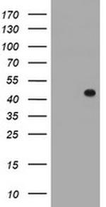 FOXI1 Antibody in Western Blot (WB)