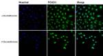 FOXO1 Monoclonal Antibody (3B6)