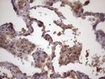 FOXO4 Antibody in Immunohistochemistry (Paraffin) (IHC (P))