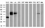 FOXO4 Antibody in Western Blot (WB)