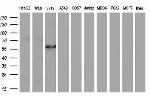 FOXO4 Antibody in Western Blot (WB)