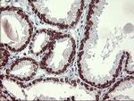 FOXP1 Antibody in Immunohistochemistry (Paraffin) (IHC (P))