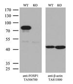 FOXP1 Antibody in Western Blot (WB)