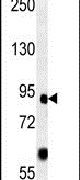 FOXP2 Antibody in Western Blot (WB)