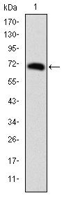FOXP2 Monoclonal Antibody (5C11A8)