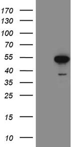 FOXP3 Antibody in Western Blot (WB)