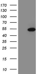FOXP3 Antibody in Western Blot (WB)