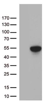 FOXP3 Antibody in Western Blot (WB)