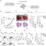 FOXP3 Antibody in Flow Cytometry (Flow)