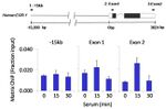 FOXP3 Antibody in ChIP Assay (ChIP)