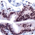 FOXP4 Antibody in Immunohistochemistry (IHC)