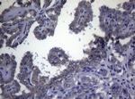 FOXQ1 Antibody in Immunohistochemistry (Paraffin) (IHC (P))