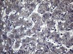 FOXQ1 Antibody in Immunohistochemistry (Paraffin) (IHC (P))