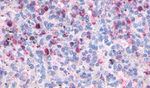 FPR2 Antibody in Immunohistochemistry (Paraffin) (IHC (P))