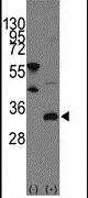 FRAT1 Antibody in Western Blot (WB)