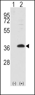 FRAT1 Antibody in Western Blot (WB)