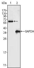 FRK Monoclonal Antibody (4E1)