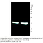 Ferritin Polyclonal Antibody
