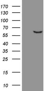 FSCN1 Antibody in Western Blot (WB)