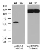 FSCN1 Antibody in Western Blot (WB)