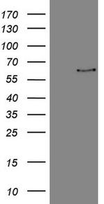 FSCN1 Antibody in Western Blot (WB)