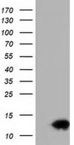 FSHB Antibody in Western Blot (WB)