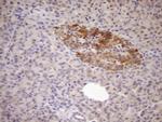 FSIP1 Antibody in Immunohistochemistry (Paraffin) (IHC (P))