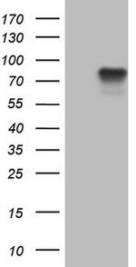 FSIP1 Antibody in Western Blot (WB)