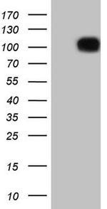 FSIP1 Antibody in Western Blot (WB)