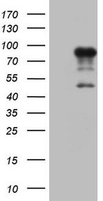 FSIP1 Antibody in Western Blot (WB)