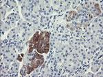 FTCD Antibody in Immunohistochemistry (Paraffin) (IHC (P))