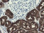 FTCD Antibody in Immunohistochemistry (Paraffin) (IHC (P))