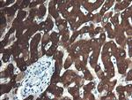 FTCD Antibody in Immunohistochemistry (Paraffin) (IHC (P))