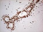 FTO Antibody in Immunohistochemistry (Paraffin) (IHC (P))