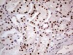 FTO Antibody in Immunohistochemistry (Paraffin) (IHC (P))