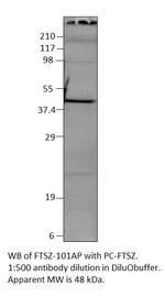 FtsZ Polyclonal Antibody