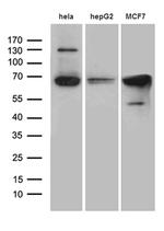 FUBP3 Antibody in Western Blot (WB)
