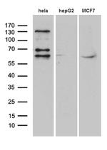 FUBP3 Antibody in Western Blot (WB)