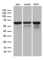 FUBP3 Antibody in Western Blot (WB)