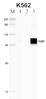 FUBP1 Antibody in RNA Immunoprecipitation (RIP)