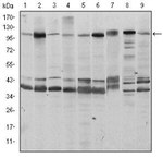 FUK Monoclonal Antibody (6E2)