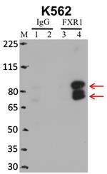 FXR1 Antibody in Immunoprecipitation (IP)