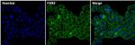 FXR2 Monoclonal Antibody (1G2)