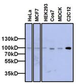 FXR2 Antibody in Western Blot (WB)