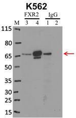 FXR2 Antibody in Immunoprecipitation (IP)