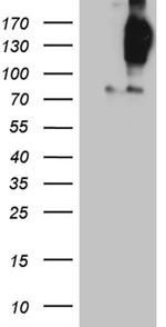 FYCO1 Antibody in Western Blot (WB)