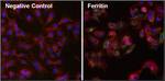 Ferritin Monoclonal Antibody (521)