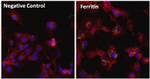 Ferritin Monoclonal Antibody (101)