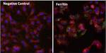 Ferritin Monoclonal Antibody (523)