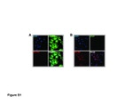 Fibroblasts Monoclonal Antibody (ER-TR7)
